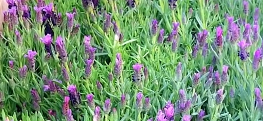 The benefits of Lavender